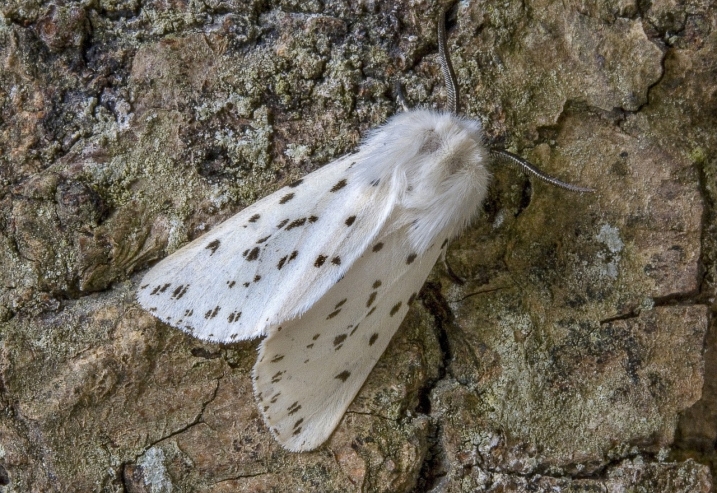 A white ermine moth resting on a rough stone surface.